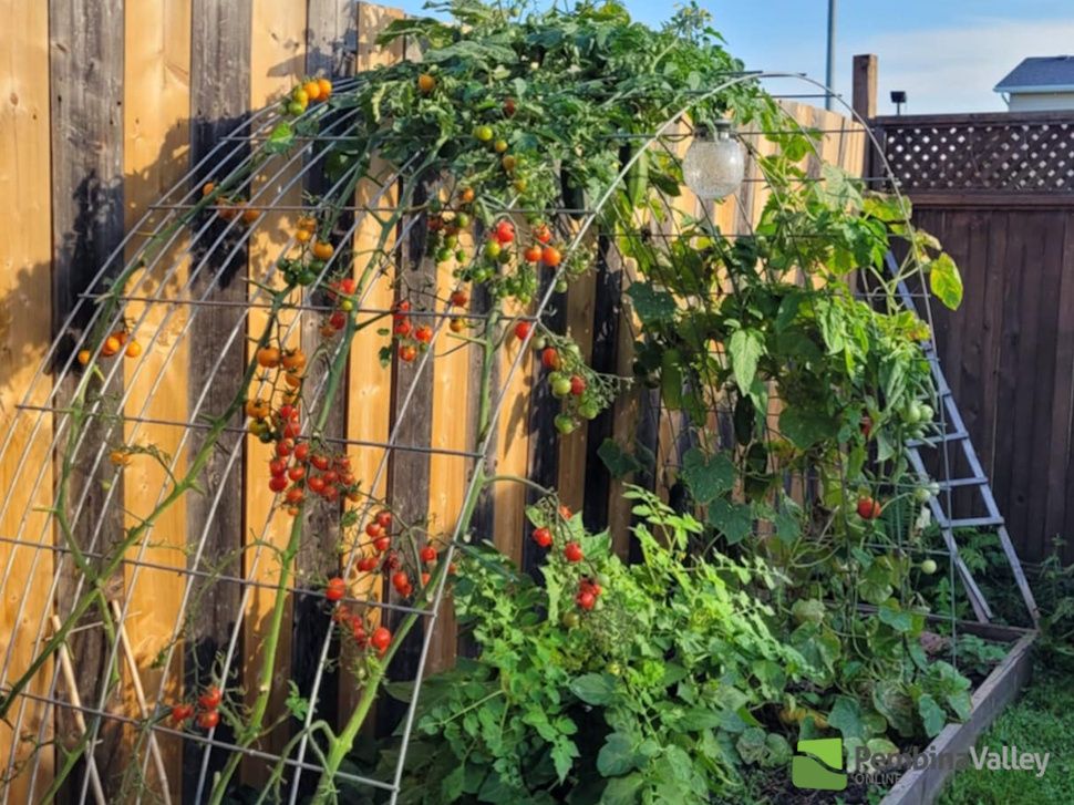 Tomato plant